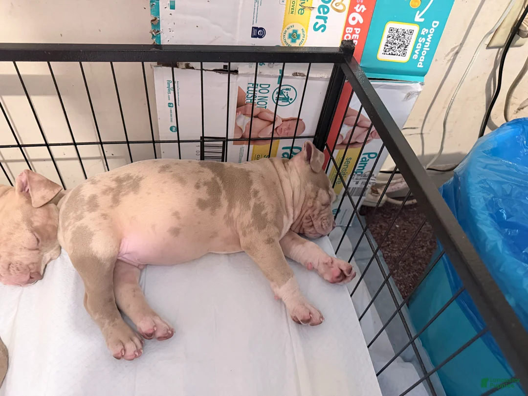 American Bully dogs for sale: Merle boy - Ad 2