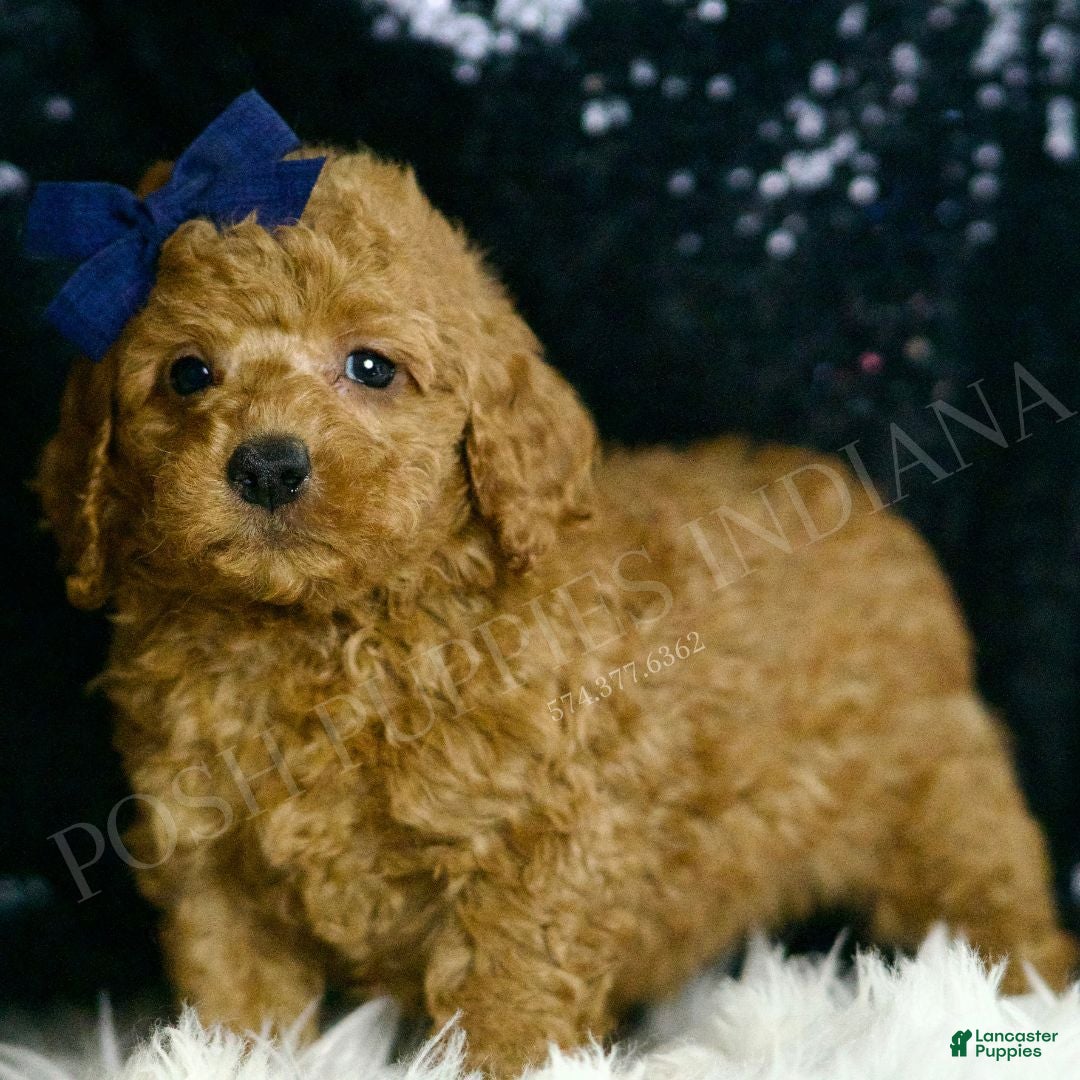 Mini Goldendoodle dogs for sale: Squash F1BB - Ad 4