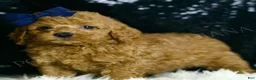 Mini Goldendoodle dogs for sale: Squash F1BB - Ad 4