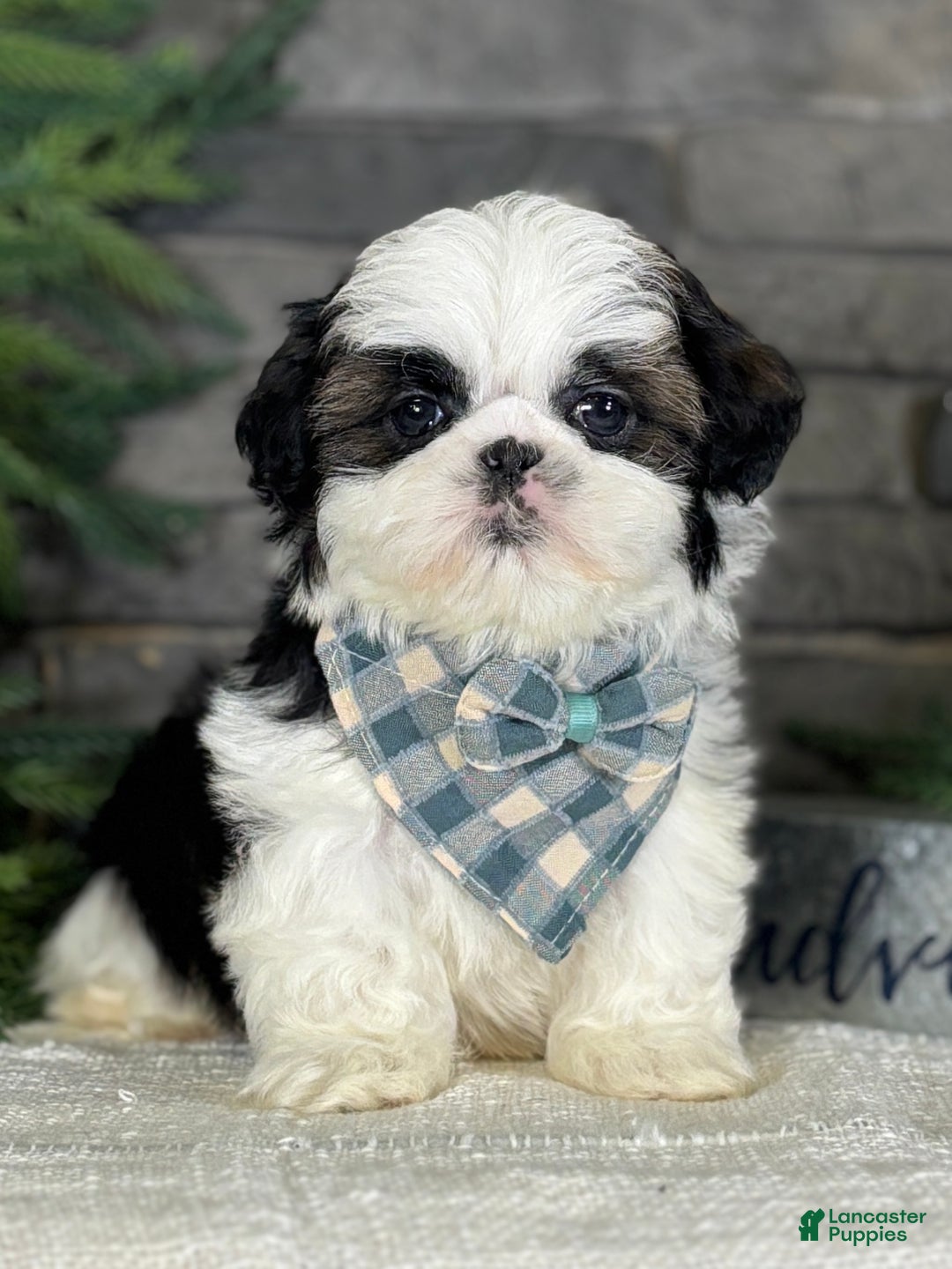 Shih Tzu dogs for sale: Spriggs - Ad 3