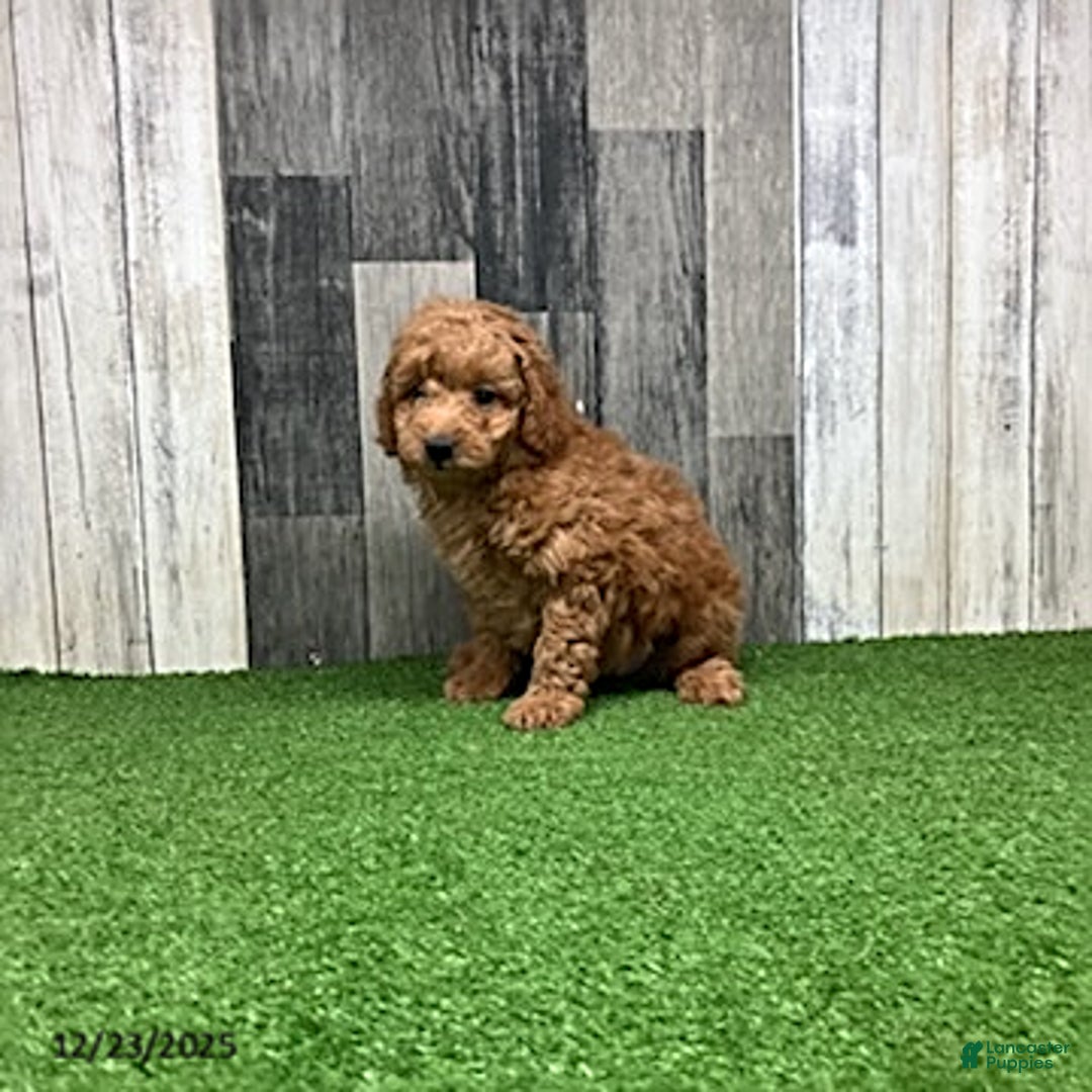 Mini Goldendoodle dogs for sale: Kennith - Ad 2