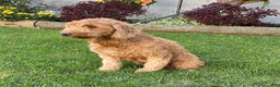 Mini Goldendoodle dogs for sale: Laney  - Ad 6