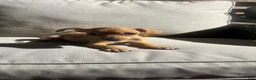 Chihuahua dogs for sale: Bently - Ad 3