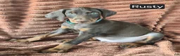 Doberman Pinscher dogs for sale: Rusty - Ad 2