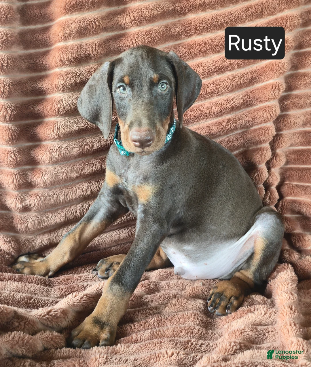 Doberman Pinscher dogs for sale: Rusty - Ad 2