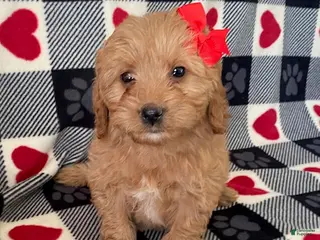 Mini Goldendoodle dogs Daisy- smallest in litter - Ad 32