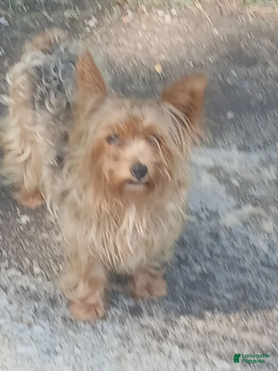 Yorkshire Terrier dogs for sale: Yorkshire Terrier 1 - Ad 2