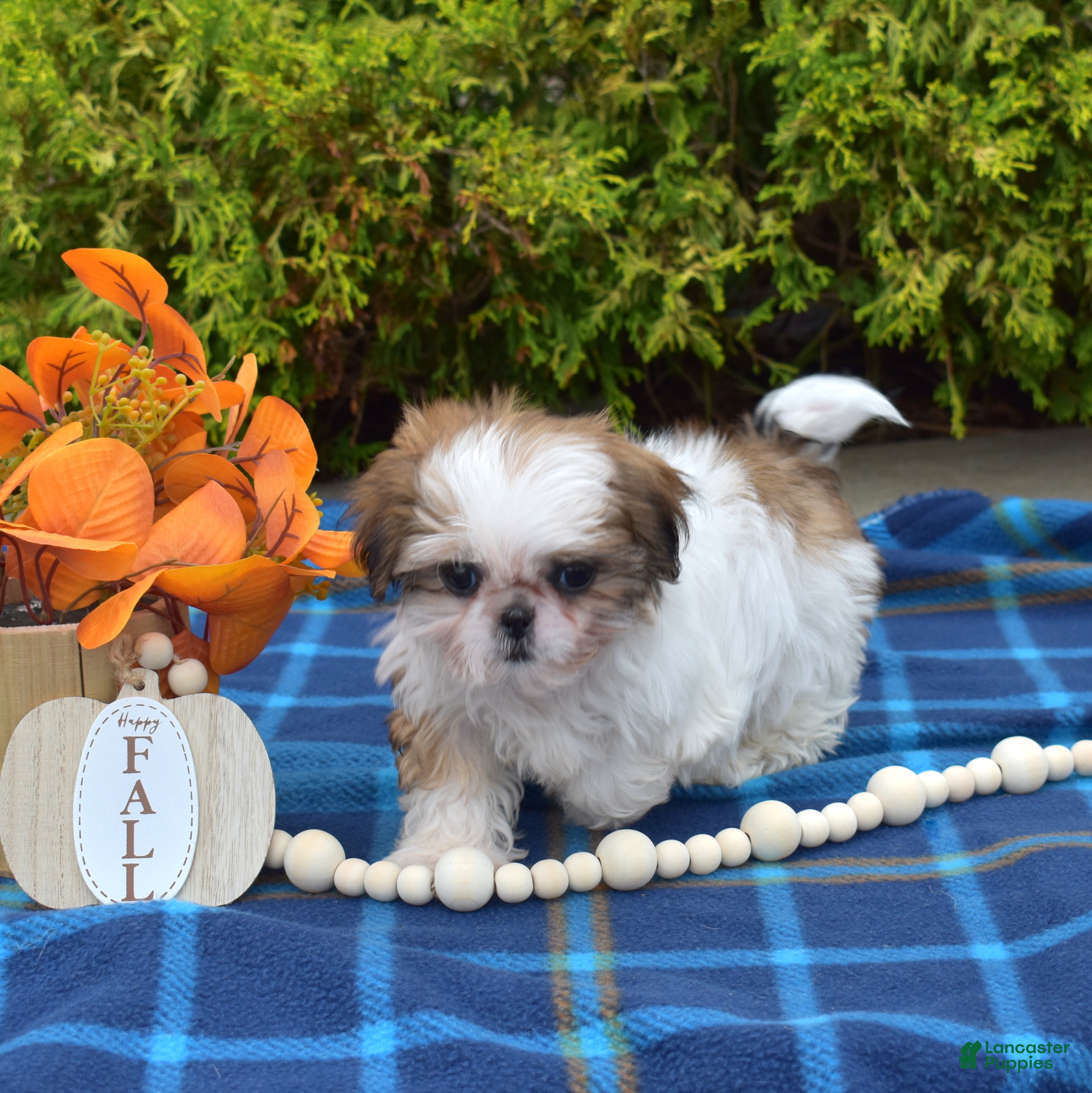 Teddy Bear dogs Lilac - Ad 2