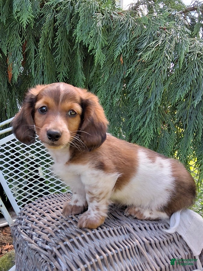 Miniature Dachshund dogs Champ - Ad 1