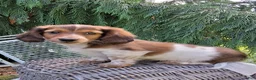 Miniature Dachshund dogs for sale: Champ - Ad 1