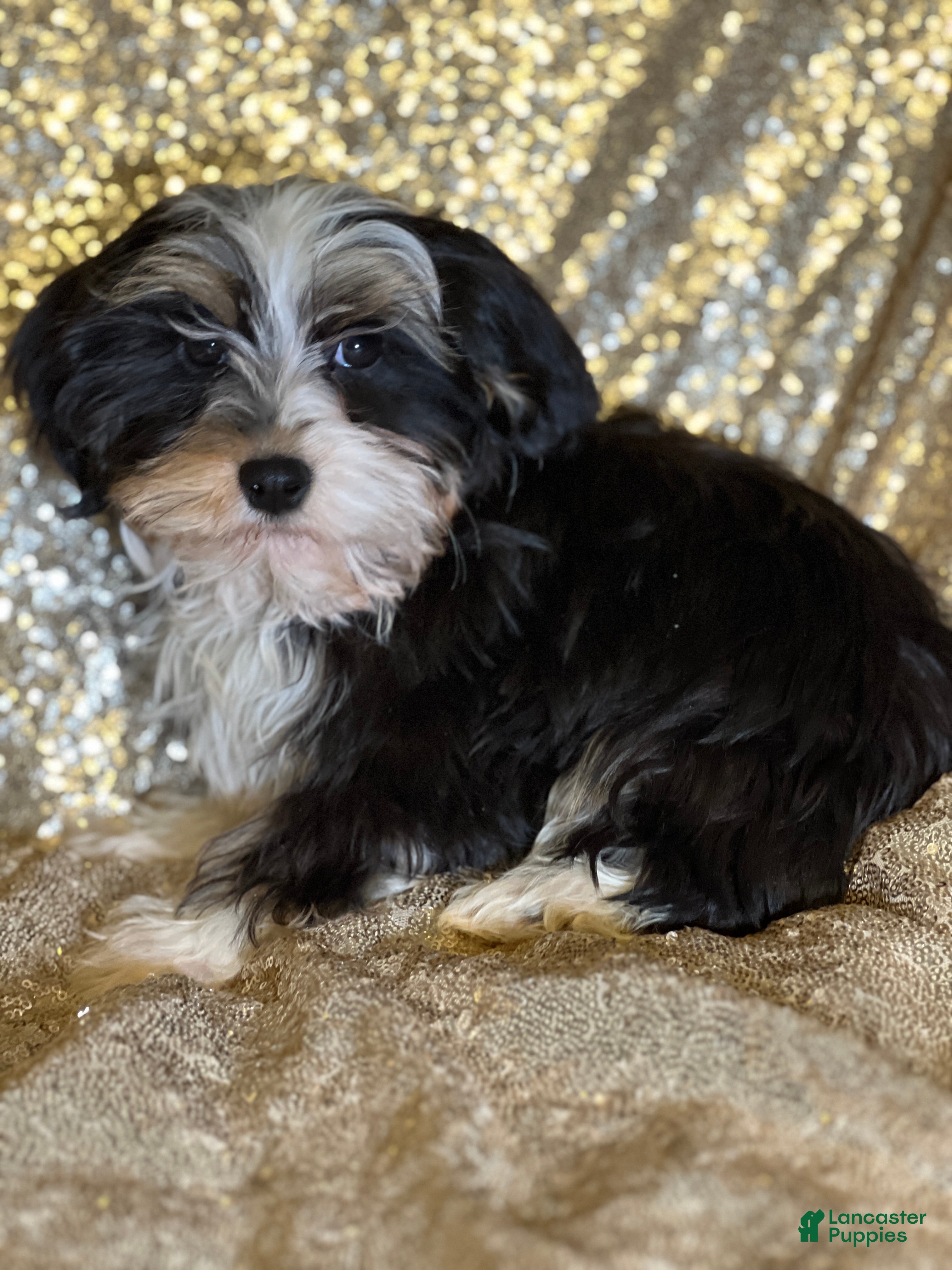 Havanese dogs Nikki - Ad 41