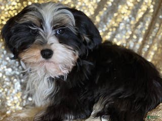 Havanese dogs Nikki - Ad 38