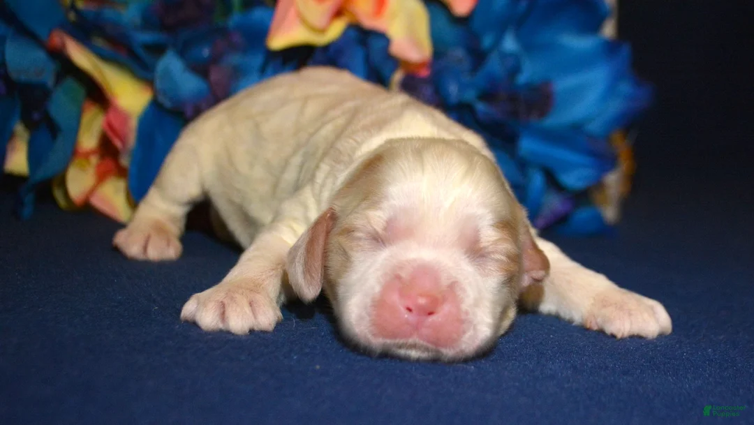 Cockapoo dogs for sale: Cockapoo Carla - Ad 1