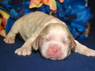 Cockapoo dogs Cockapoo Carla - Ad 41