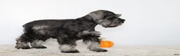 Miniature Schnauzer dogs for sale: Darla - Ad 2