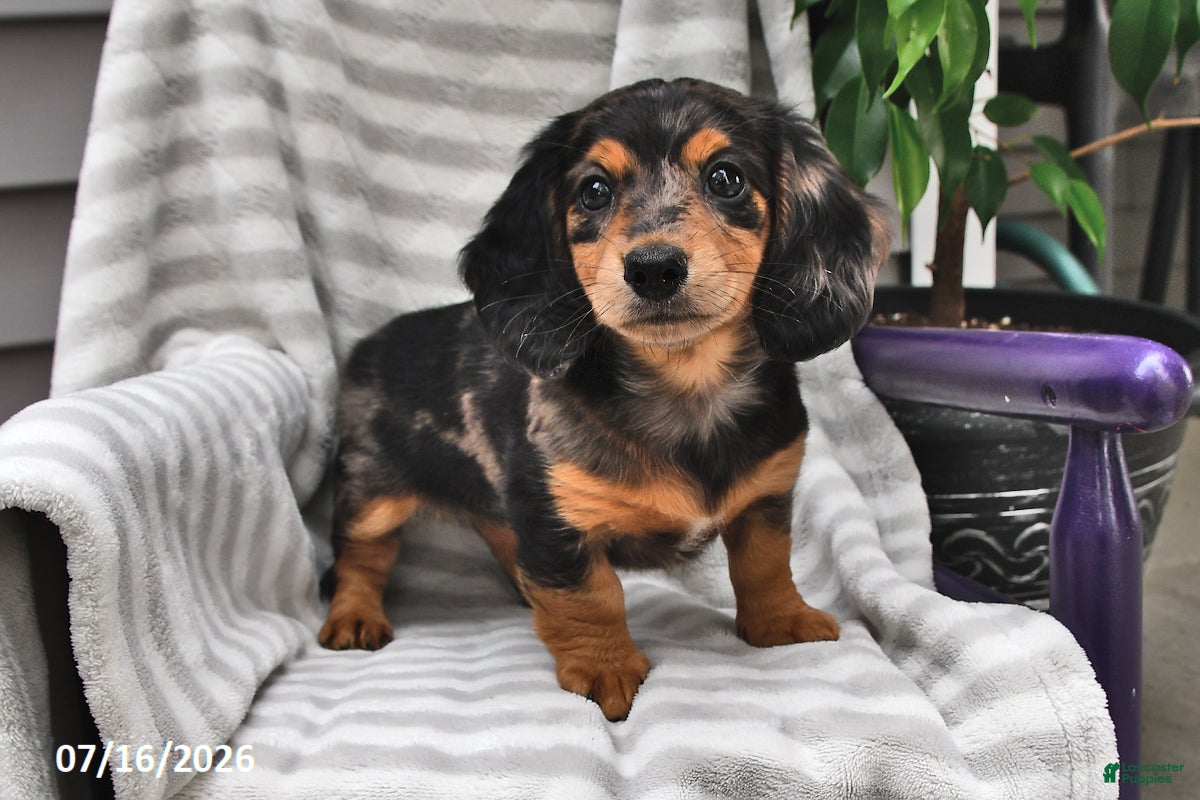 Miniature Dachshund dogs Twila - Ad 2