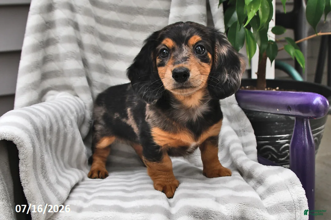 Miniature Dachshund dogs for sale: Twila - Ad 2