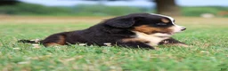 Bernese Mountain Dog dogs for sale: Sawyer - Ad 3