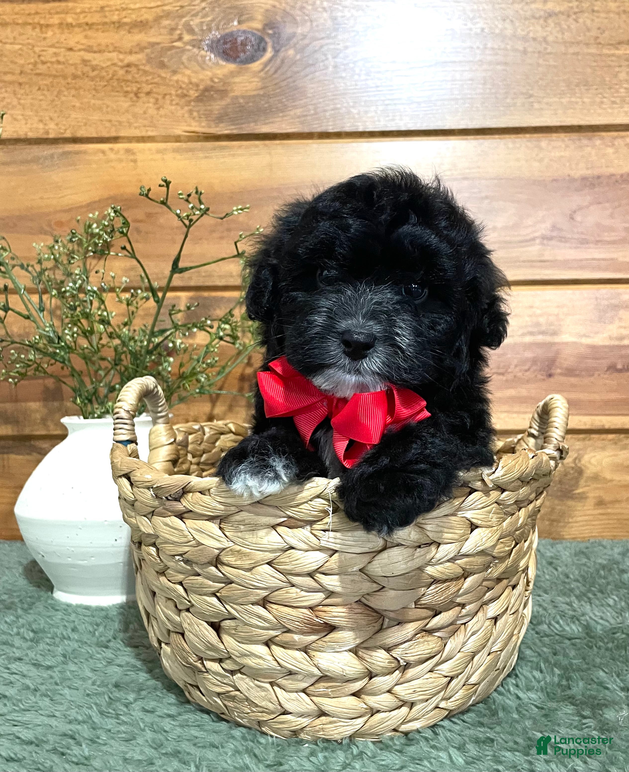 Shihpoo dogs Jett - Ad 1