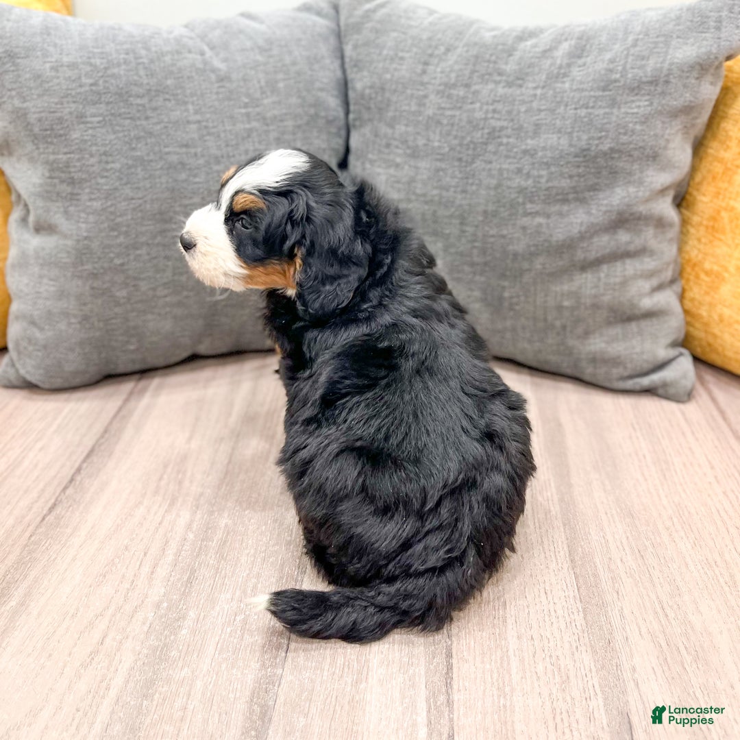 Mini Bernedoodle dogs for sale: Harper - Ad 5