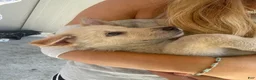 Mixed Breed dogs for sale: Mixed Breed Puppy 7 - Ad 23