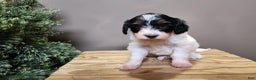Mini Bernedoodle dogs for sale: Vixon - Ad 10