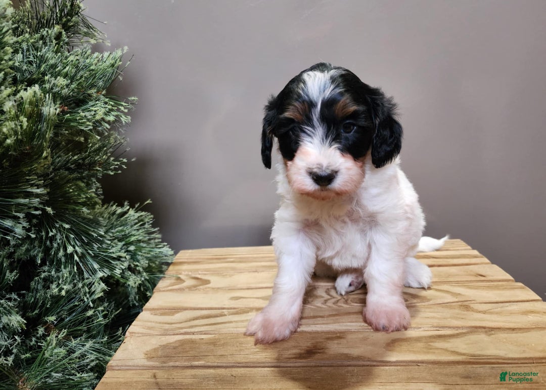 Mini Bernedoodle dogs for sale: Vixon - Ad 10