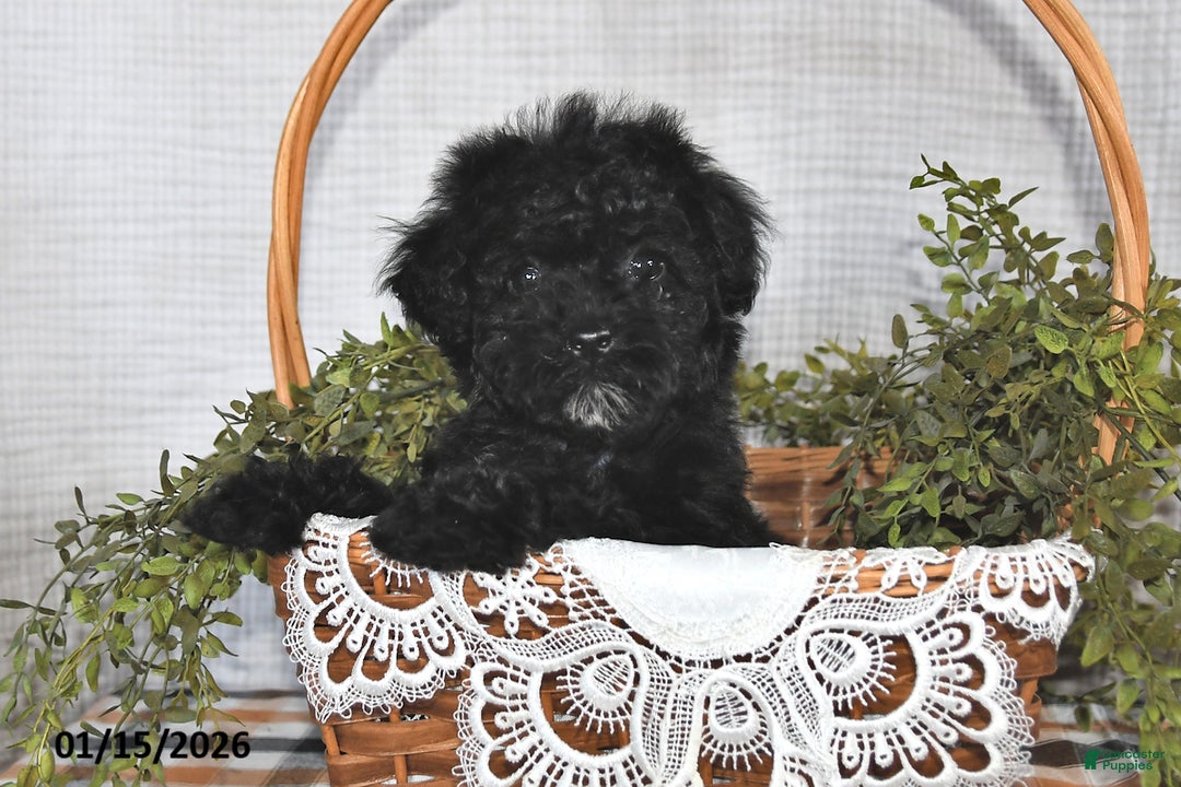 Havapoo dogs for sale: Shadow - Ad 4