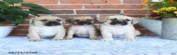 Puggle dogs for sale: Taylor - Ad 5