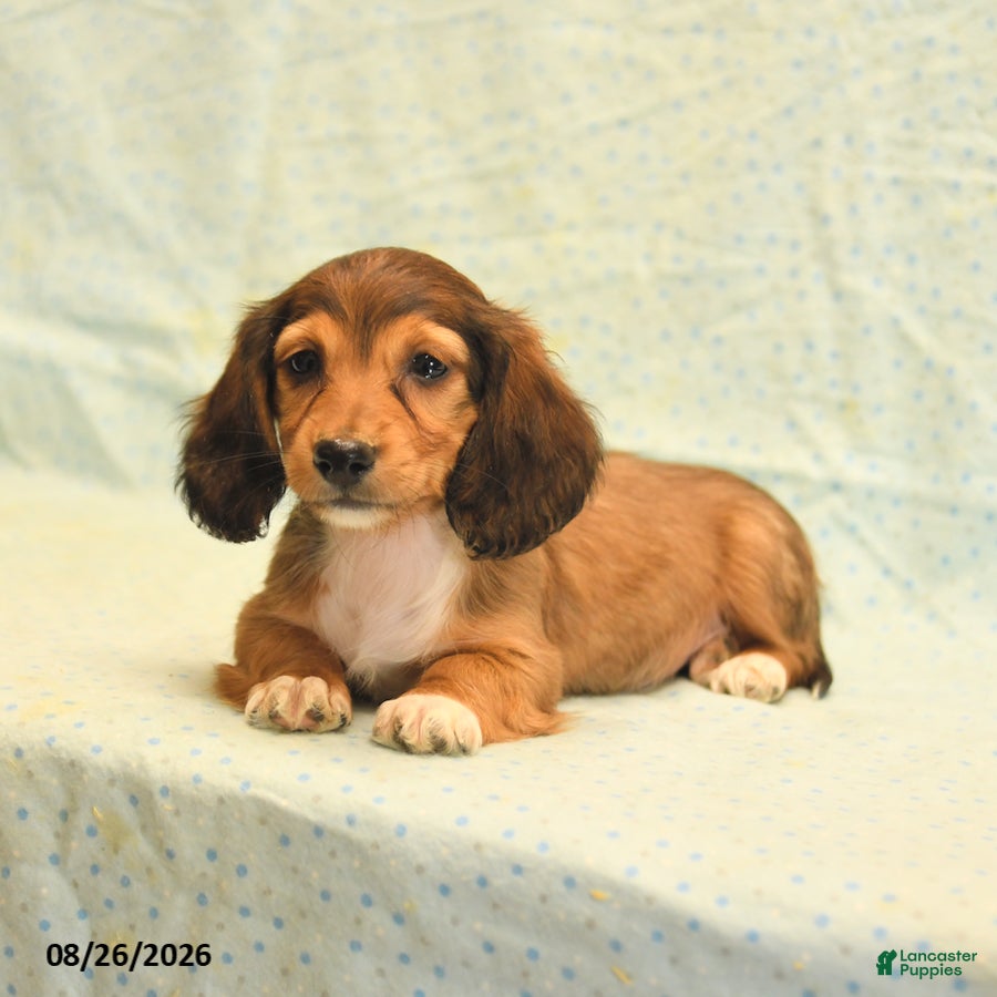 Dachshund dogs Lilac - Ad 2