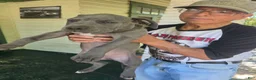 American Pit Bull Terrier dogs for sale: American Pit Bull Terrier 4 - Ad 5