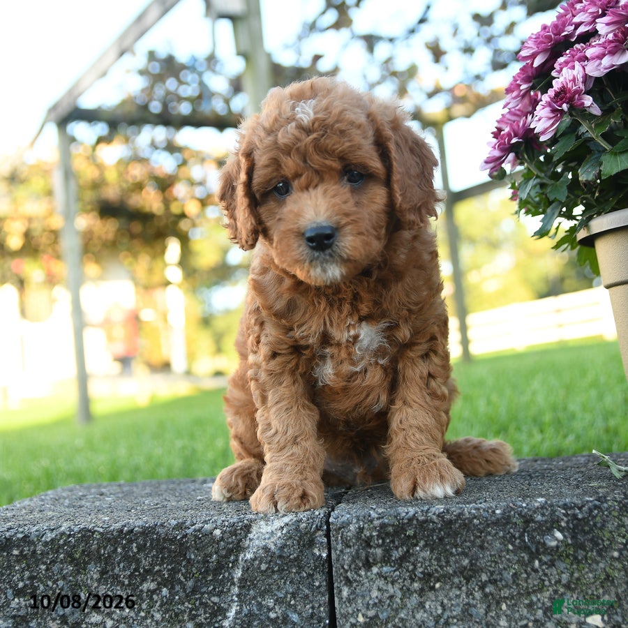 Mini Goldendoodle dogs for sale: Baldwin - Ad 1