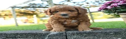 Mini Goldendoodle dogs for sale: Baldwin - Ad 1