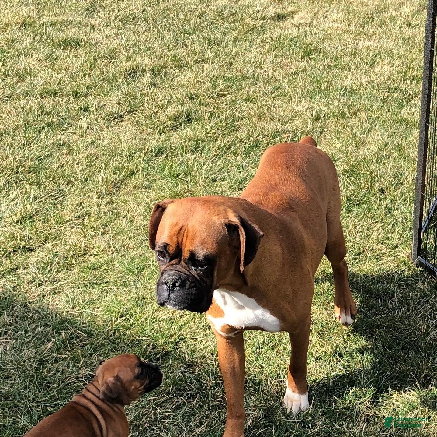 Boxer dogs Allie - Ad 2