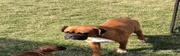 Boxer dogs for sale: Allie - Ad 2