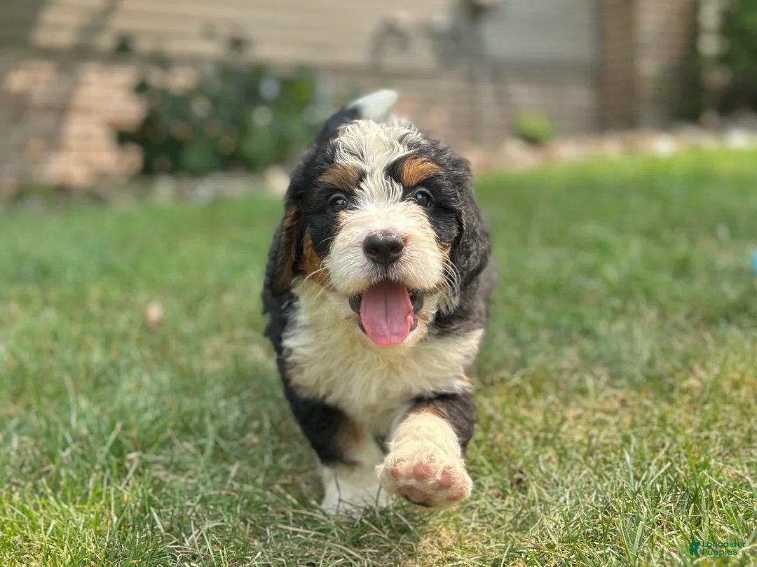 Mini Bernedoodle dogs for sale: Bennie - Ad 2