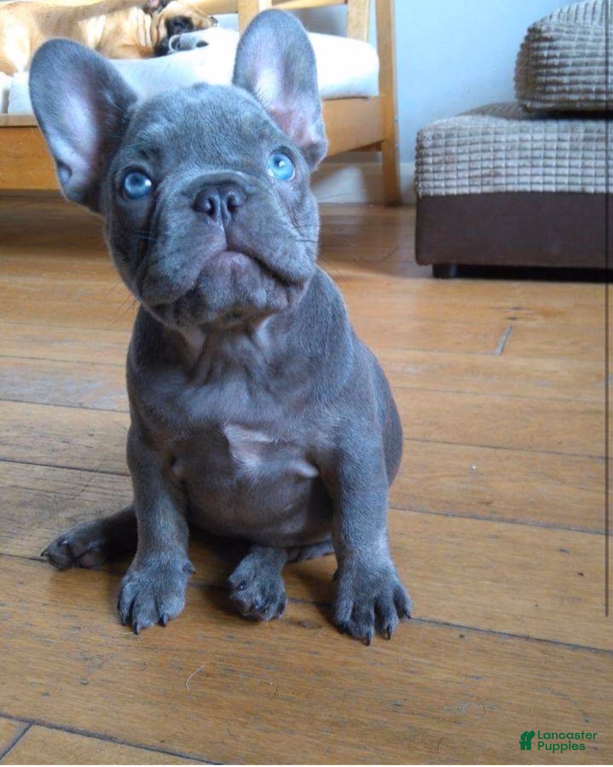 French Bulldog dogs for sale: Max Blue Frenchie Pup  - Ad 1
