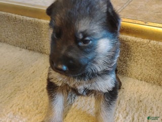 German Shepherd dogs - Ad 13