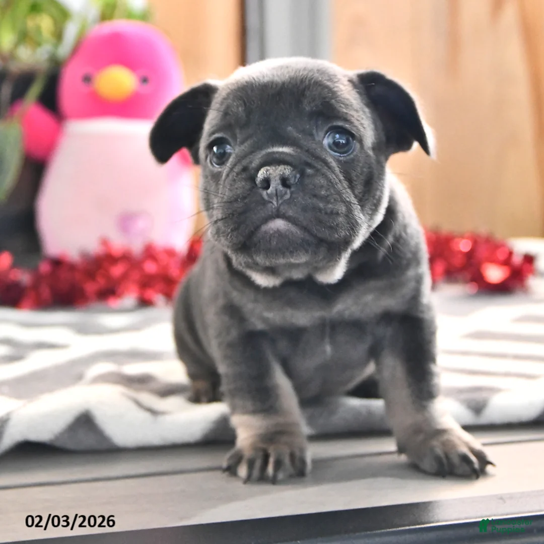 French Bulldog dogs for sale: Fluffy - Ad 3