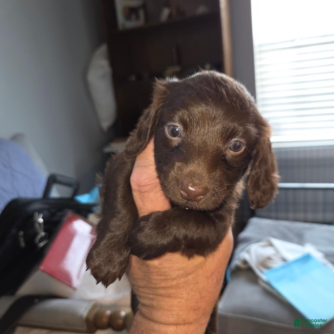 Dachshund dogs Dark Chocolate - Ad 19