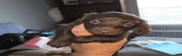 Dachshund dogs for sale: Dark Chocolate - Ad 1