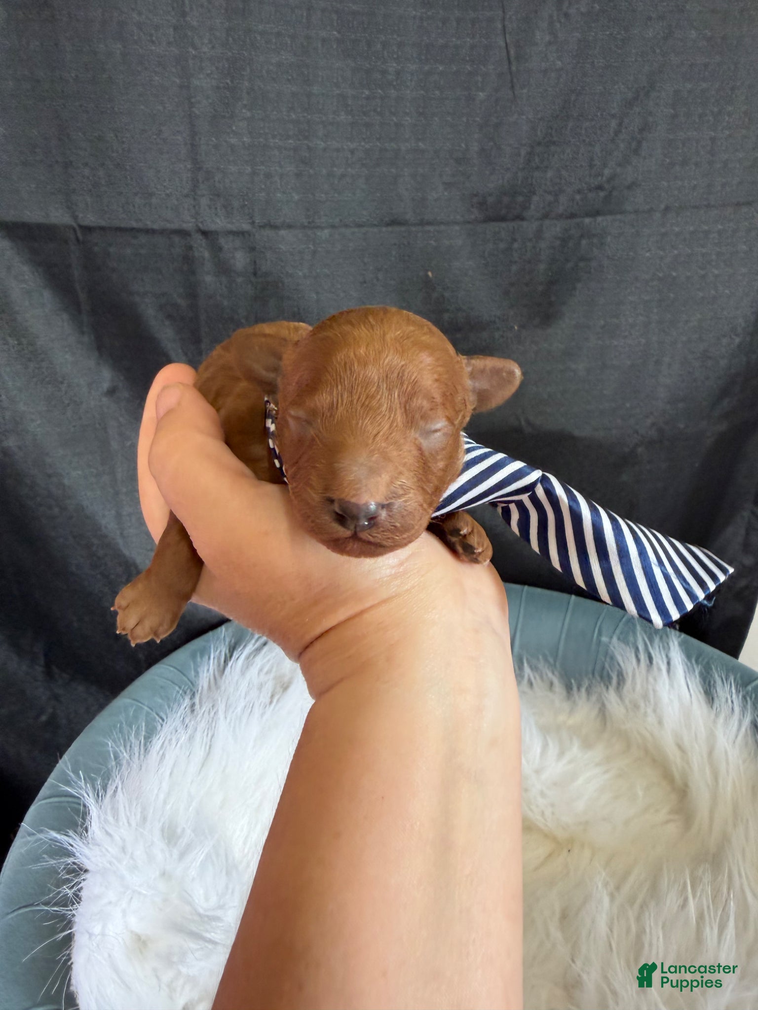 Toy Poodle dogs for sale: Akc Bred the Color Red Boy - Ad 10