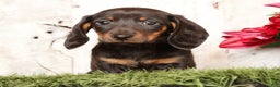 Miniature Dachshund dogs for sale: Phillip - Ad 1
