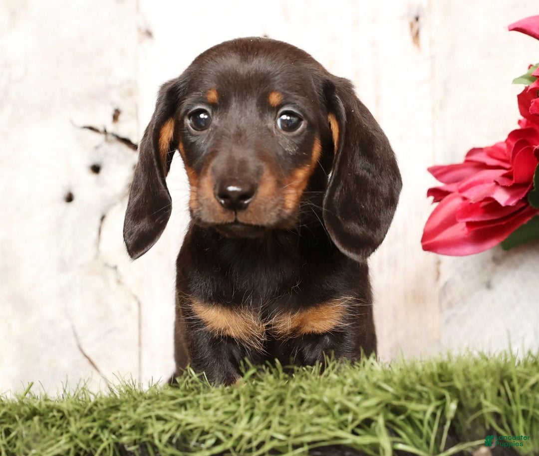 Miniature Dachshund dogs for sale: Phillip - Ad 1
