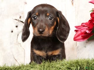 Miniature Dachshund dogs Phillip - Ad 7