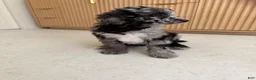 Standard Poodle dogs for sale: Bluejay - Ad 6