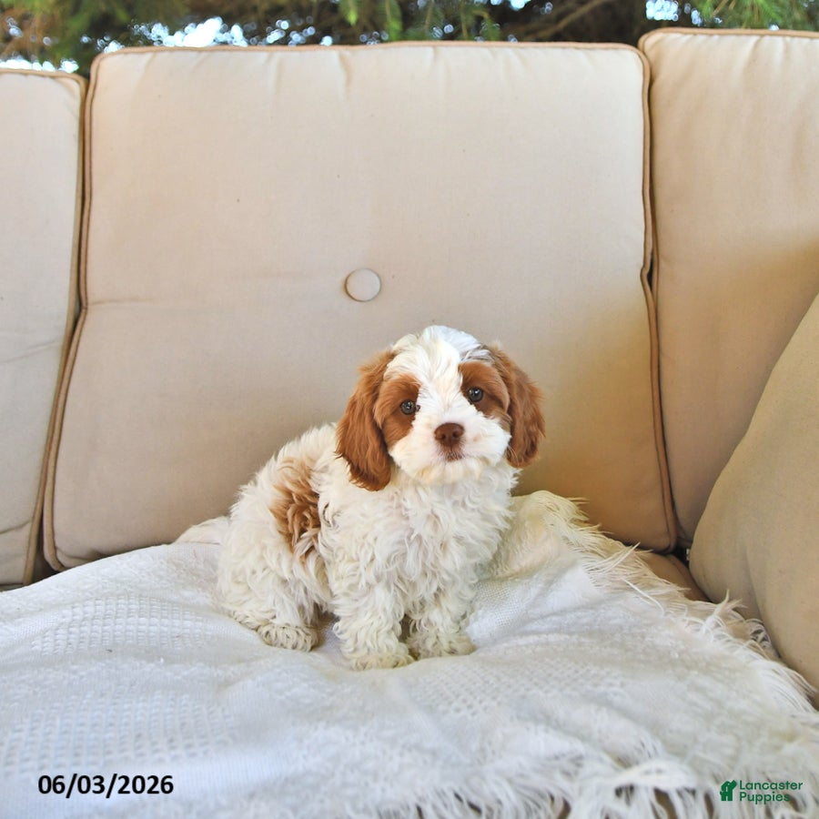 Cavapoo dogs Tilly - Ad 1