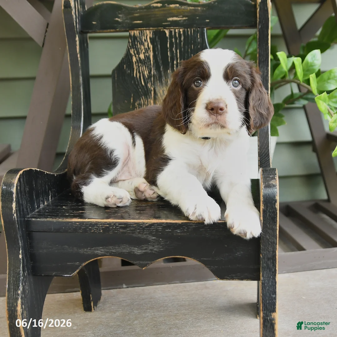 English Springer Spaniel dogs for sale: Jackson - Ad 1