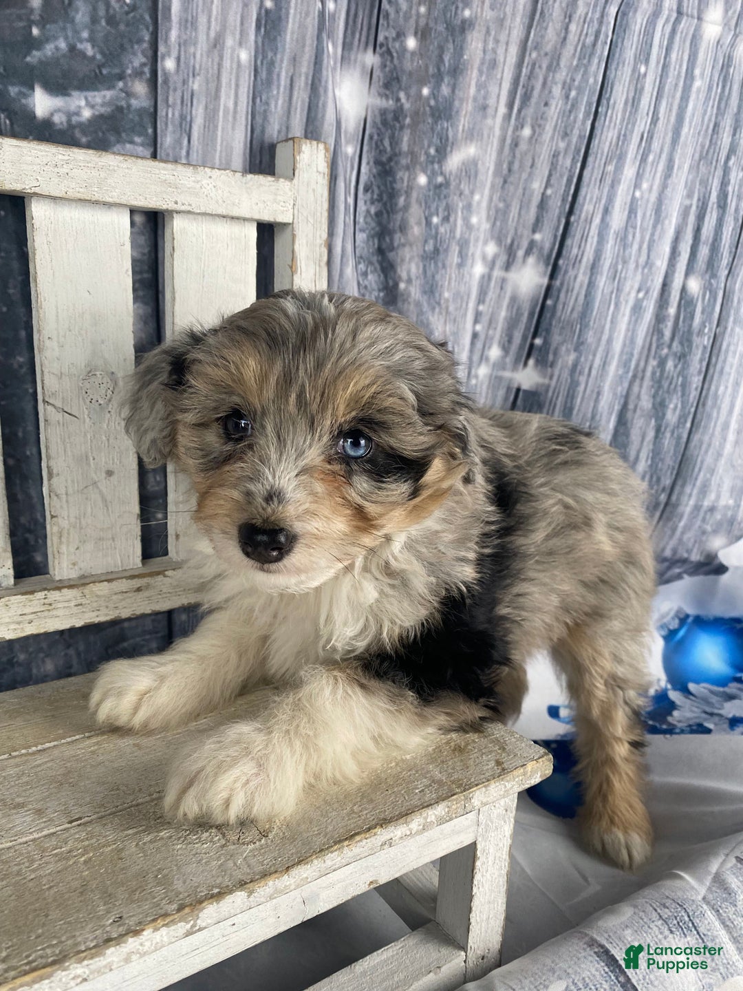 Aussiedoodle dogs for sale: Kora - Ad 6