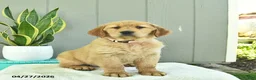 Golden Retriever dogs for sale: Cinnamon   - Ad 5